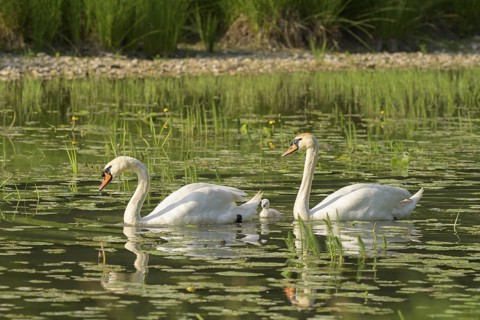 Mute swans (Cygnus olor), juvenile, water, Lower Austria