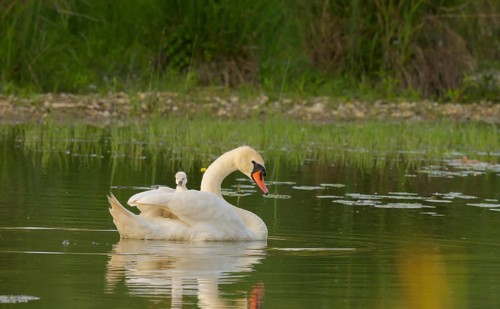 Mute swan (Cygnus olor), juvenile, water, Lower Austria