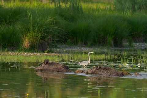 Wild boar (Sus scrofa), young animals, swimming, grey heron (Ardea cinerea), water, Lower Austria