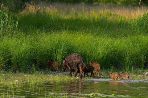 Wild boar (Sus scrofa), young animals, water, Lower Austria