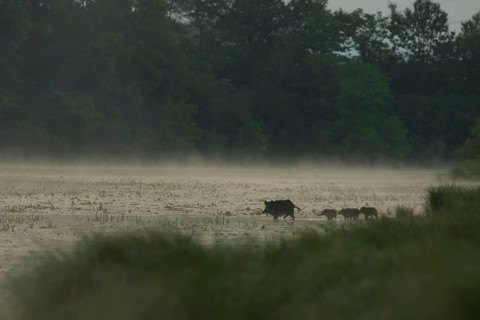 Wild boar (Sus scrofa), young animals, water, light fog, morning mood, Lower Austria