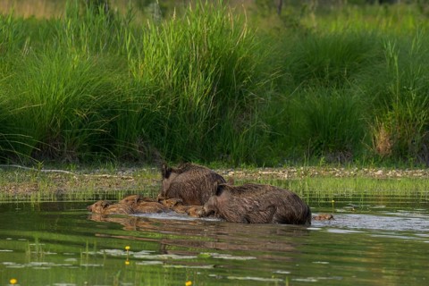 Wild boar (Sus scrofa), young animals, swimming, water, Lower Austria
