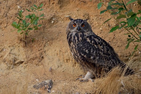 Looking into the camera... European Eagle Owl (Bubo bubo), the owl has spent the day in its hiding