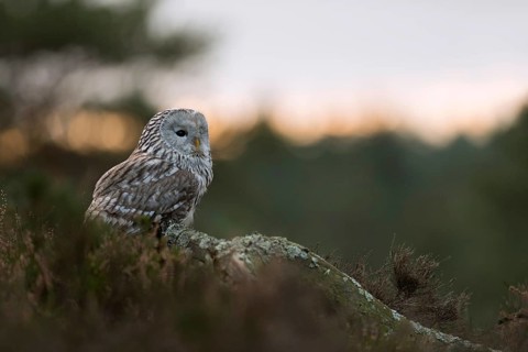 Active at dusk... Ural owl (Strix uralensis), Central European, rare, highly endangered owl
