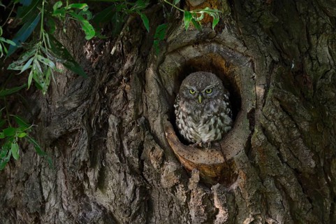 Young owl in its tree cavity... Little owl (Athene noctua), young owl, young owl at its natural