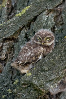 Young owl... Little owl (Athene noctua), not yet fledged owlet sits, perches in the bark of a tree,