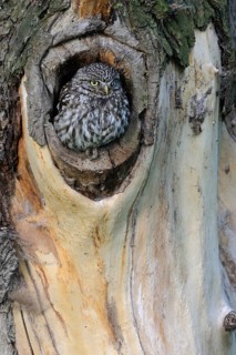 Natural habitat... Little owl (Athene noctua), owl, small owl, adult bird, sits in the entrance of