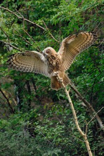 Balancing act... European Eagle Owl (Bubo bubo), young owl, branchling at the first flight