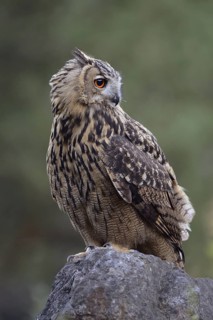 Relaxed... European Eagle Owl (Bubo bubo) sits, perches on a large rock in a quarry, owl turns its
