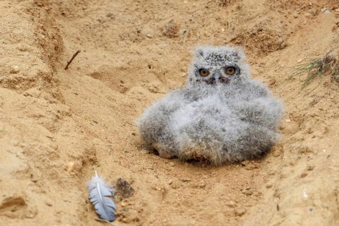 Ball of feathers... European eagle owl (Bubo bubo), young bird that has fallen out of the nest is