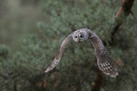 On silent wings... Tawny owl (Strix aluco) in silent flight, flying owl at the edge of a pine