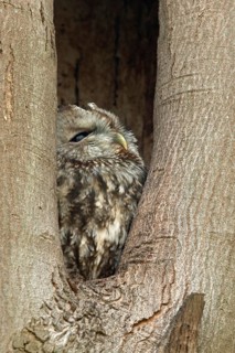 In its tree hollow... Tawny owl (Strix aluco), nocturnal owl, sits during the day in a natural