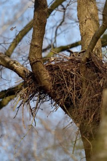 In the hawk's nest... European eagle owl (Bubo bubo) nests, breeds in former raptor nest, eagle owl