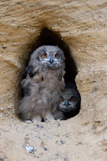 Control view... European eagle owl (Bubo bubo), two young birds, young owls sitting in the entrance