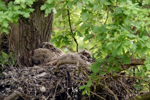 Walduhus... European eagle owl (Bubo bubo), eagle owl nest with four young birds on an old oak