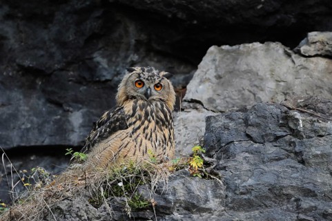 In the rock face... European eagle owl (Bubo bubo), young owl sits relaxed in a rock face,