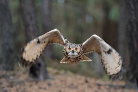 Eye to eye... Bengal Eagle Owl (Bubo bengalensis), eagle owl flies head-on towards the camera, owl