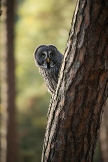Who's looking... Bearded owl (Strix nebulosa), owl looks curiously interested from behind a tree