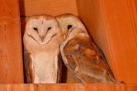 Nestled together... Barn owl (Tyto alba), two young barn owls sitting close together in the wooden