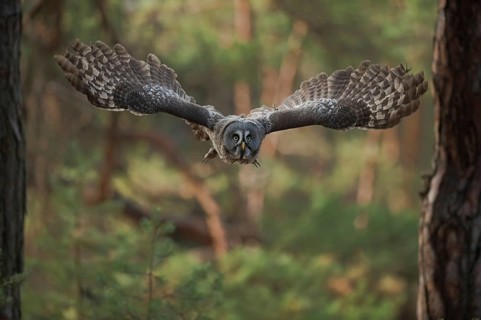 Skilful flyer... Bearded owl (Strix nebulosa) flying silently through the forest, on a prey flight,