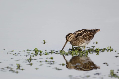 Bird of the year 2013... Snipe (Gallinago gallinago), rare limicole, wading bird with conspicuous