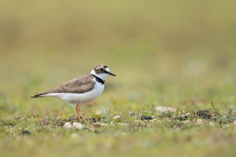 Gravel bank habitat... Little Ringed Plover (Charadrius dubius), small native limicole, wading
