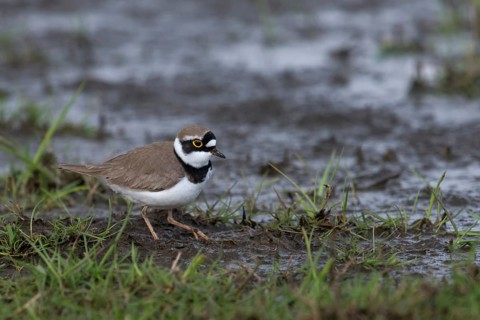 On wet meadows... Little Ringed Plover (Charadrius dubius) on a wet meadow, wetland, in breeding