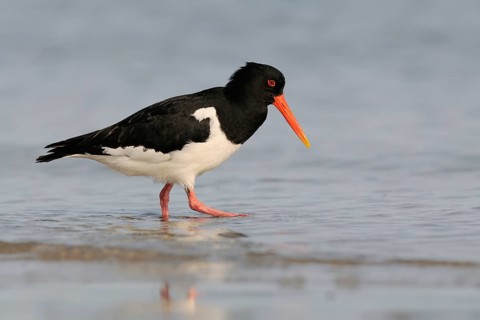 In search of food... Oystercatcher (Haematopus ostralegus), limicole, wading bird, runs along the