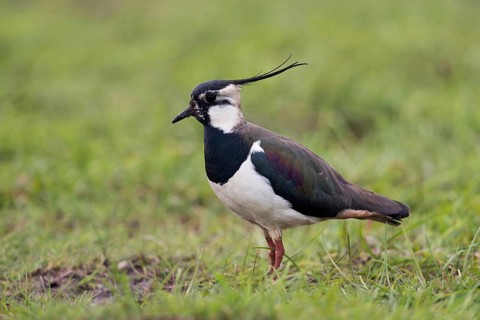 Long feathered cap... Lapwing (Vanellus vanellus), male bird in breeding plumage with distinctive