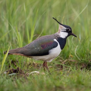 Short crested... Lapwing (Vanellus vanellus), well-known meadow limicole, wading bird that also