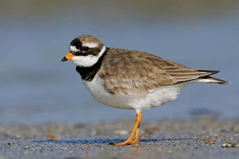During the breeding season... Ringed Plover (Charadrius hiaticula) in beautiful plumage, breeding