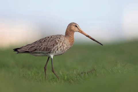 In search of food... Black-tailed godwit (Limosa limosa) on an extensive, wet meadow, typical