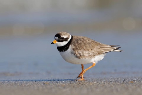 On the beach of Heligoland... Ringed Plover (Charadrius hiaticula) walking along the North Sea tide