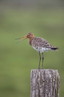 The call... Black-tailed godwit (Limosa limosa), well-known meadow limosa, sitting, standing on a