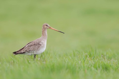 One of our most beautiful meadow birds ... Black-tailed godwit (Limosa limosa) in early spring on a