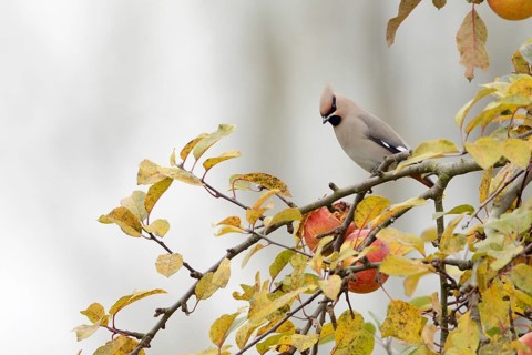 Appetite in an apple tree... Waxwing (Bombycilla garrulus), winter visitor, typical invasive bird