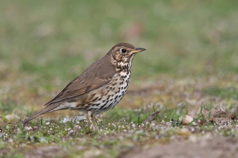Inconspicuous... Song thrush (Turdus philomelos) in a meadow on the ground, native songbird that is