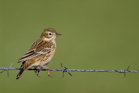 At the Wiesenrain... Meadow pipit (Anthus pratensis) sitting on a barbed wire fence, typical