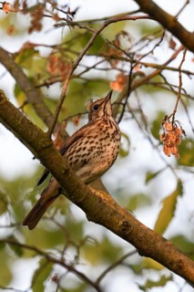 In the evening light... Song thrush (Turdus philomelos) sits hidden high up in the bushes, in a