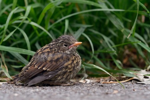 Nestling... Dunnock (Prunella modularis), not yet fledged chick, helpless looking young bird at the