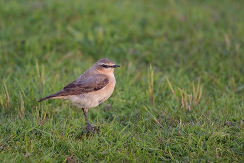 Early morning light... Wheatear (Oenanthe oenanthe), widespread but rather unknown songbird, native