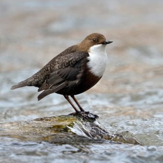 White-throated Dipper (Cinclus cinclus) standing on a stone in the middle of the fast-flowing water