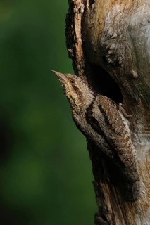 Safeguarding view in front of the breeding den... Wryneck (Jynx torquilla) looks around in typical