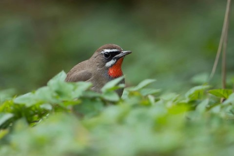 Deep in the vegetation... Ruby-throated Robin (Luscinia calliope), male, male songbird in splendid