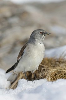 In the typical habitat... Snow sparrow (Montifringilla nivalis) among snow remains in early spring