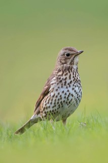Gifted singer... Song thrush (Turdus philomelos) on the ground on grass, in breeding plumage,