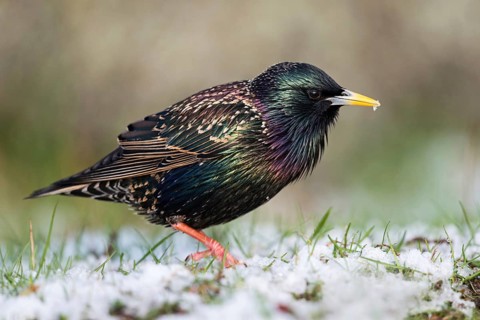 Foraging in the snow... Starling (Sturnus vulgaris) in iridescent breeding plumage foraging in the