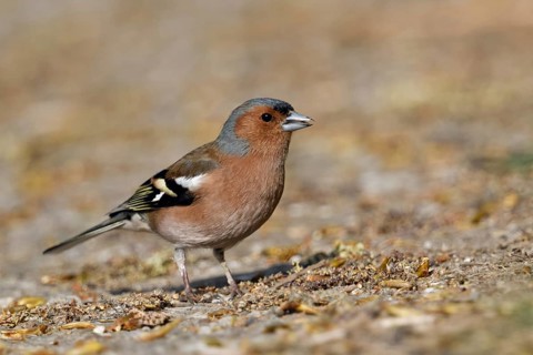 In search of food... Chaffinch (Fringilla coelebs) sits on the ground, male in splendid plumage,