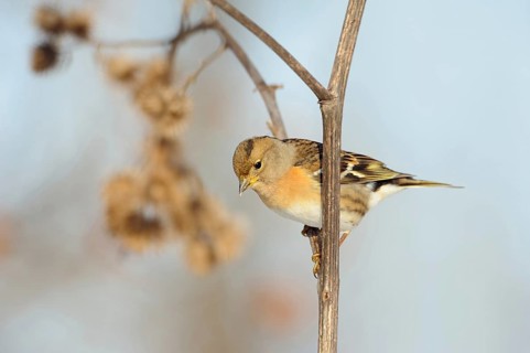 Brambling (Fringilla montifringilla) sitting on the stem of a burdock, in a flowering strip, in