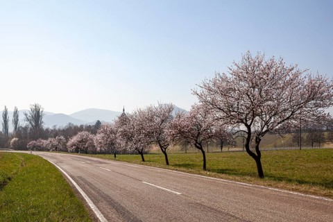 Country road with blossoming almond trees, almond tree (Prunus dulcis), Siebeldingen, German Wine